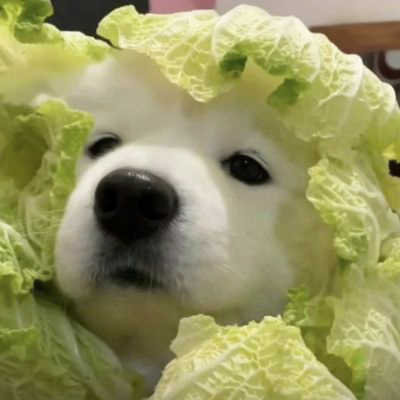 有趣萌宠头像可爱搞怪搞笑图片
