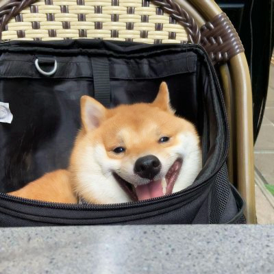 超萌的狗狗头像