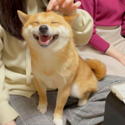 超萌的狗狗头像