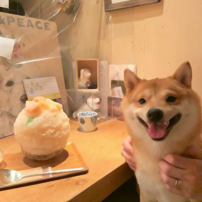 超萌的狗狗头像