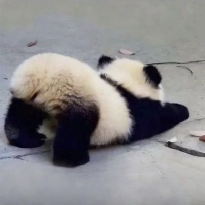 有趣萌宠头像可爱搞怪搞笑图片