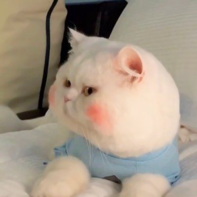 可爱搞怪的猫咪头像