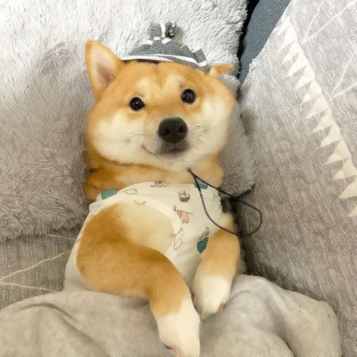 超萌的狗狗头像