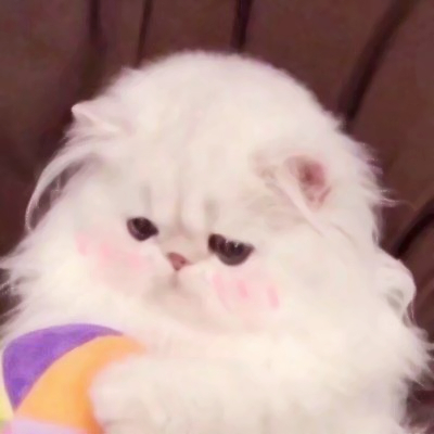 可爱搞怪的猫咪头像