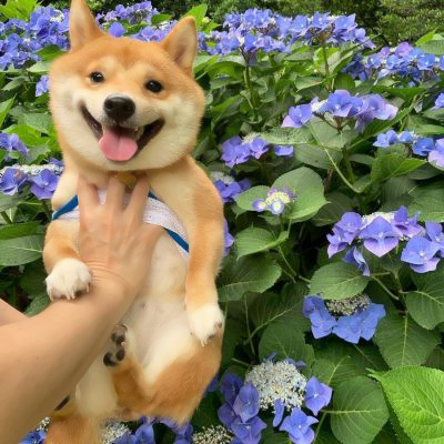 超萌的狗狗头像