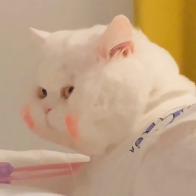 可爱搞怪的猫咪头像
