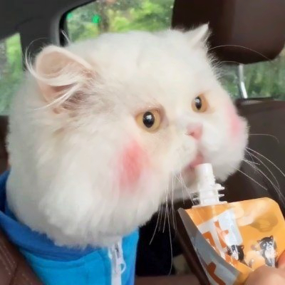 可爱搞怪的猫咪头像
