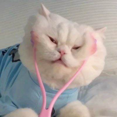 可爱搞怪的猫咪头像