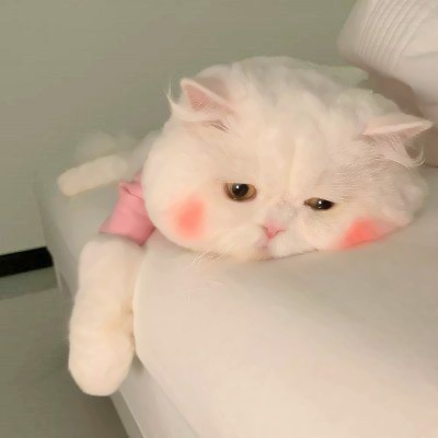 可爱搞怪的猫咪头像