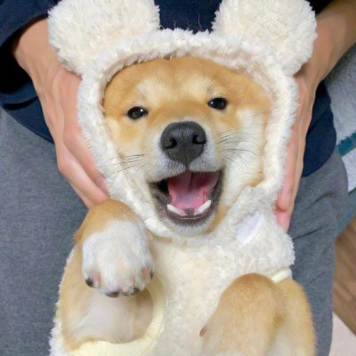 超萌的狗狗头像