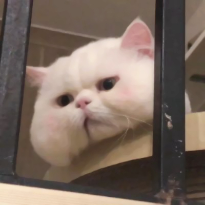 呆萌可爱猫咪头像