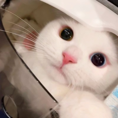 呆萌可爱猫咪头像