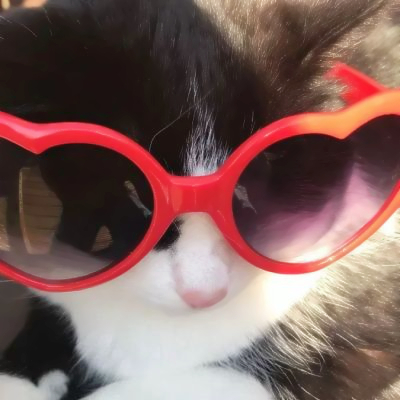 猫咪戴眼镜头像