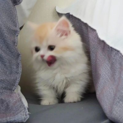 呆萌可爱猫咪头像