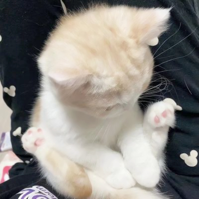 呆萌可爱猫咪头像