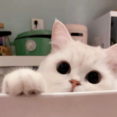 呆萌可爱猫咪头像