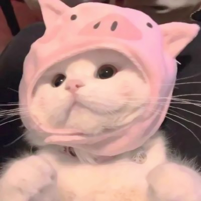 呆萌可爱猫咪头像