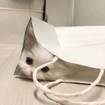 呆萌可爱猫咪头像