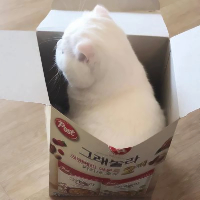 呆萌可爱猫咪头像