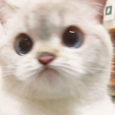 呆萌可爱猫咪头像