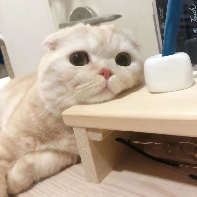 呆萌可爱猫咪头像