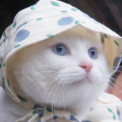 呆萌可爱猫咪头像