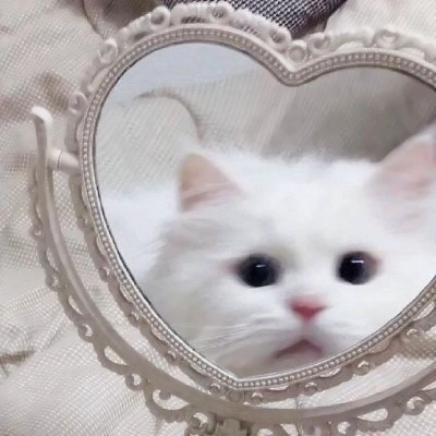 呆萌可爱猫咪头像