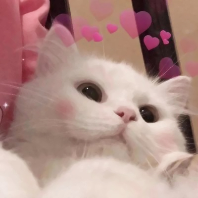 呆萌可爱猫咪头像