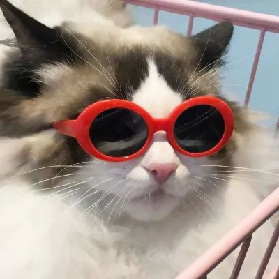 猫咪戴眼镜头像