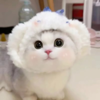 萌萌哒可爱小猫咪情头图片
