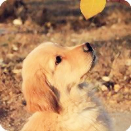 动物狗狗微信头像可爱阳光图片