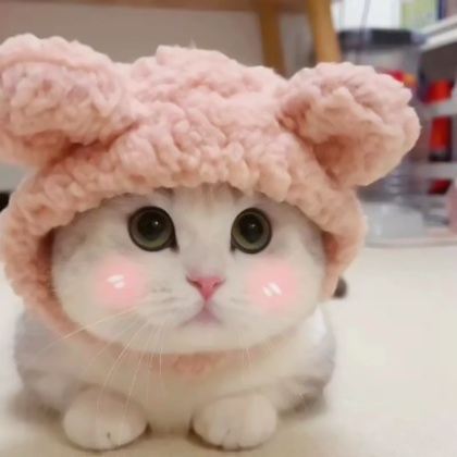 萌萌哒可爱小猫咪情头图片