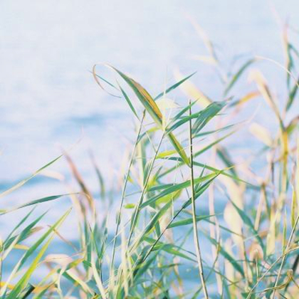 小清新风景头像唯美静物高清图片