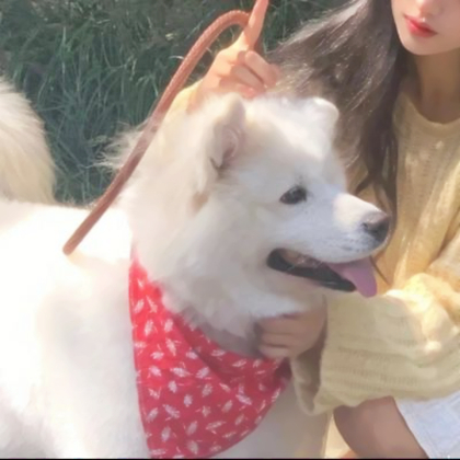 情侣头像对象是狗系列