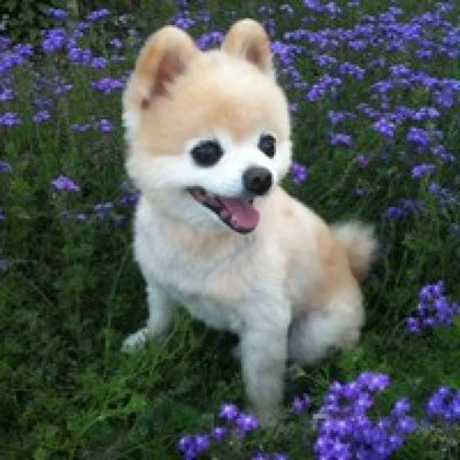 动物狗狗微信头像可爱阳光图片