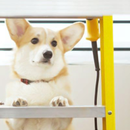 动物狗狗微信头像可爱阳光图片