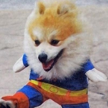 动物狗狗微信头像可爱阳光图片