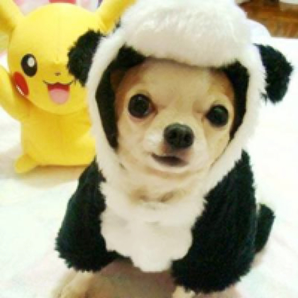 动物狗狗微信头像可爱阳光图片