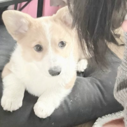 对象是狗系列情头真人