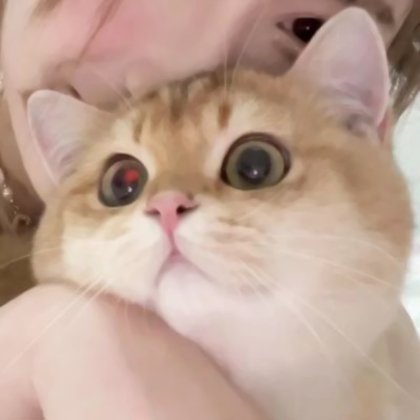 情侣头像其中一个不是人