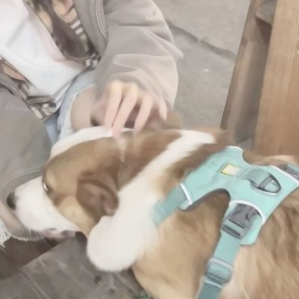 对象是狗系列情头真人
