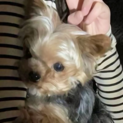 情侣头像其中一个不是人