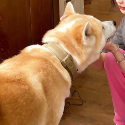 对象是狗系列情头真人