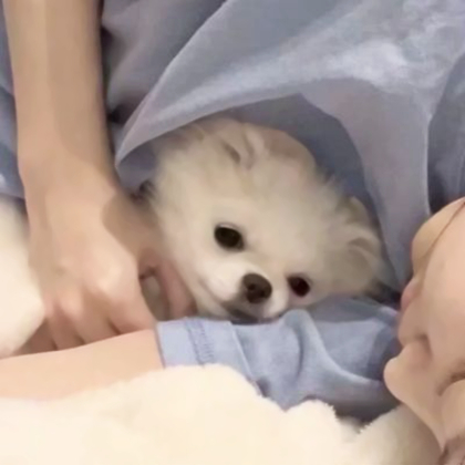 对象是狗系列情头真人