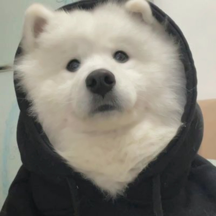 狗狗情侣头像超萌一对