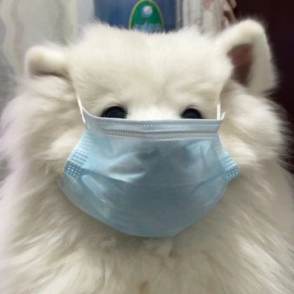 狗狗情侣头像超萌一对