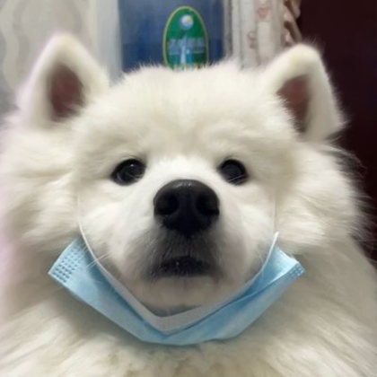 狗狗情侣头像超萌一对