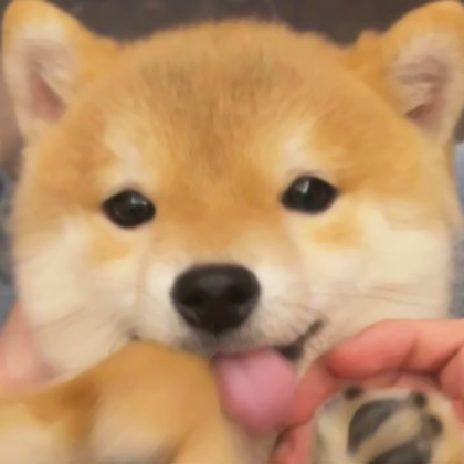 狗狗情侣头像超萌一对