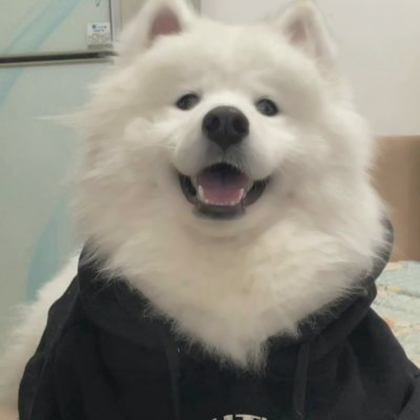 狗狗情侣头像超萌一对