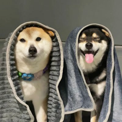 小动物情侣头像呆萌一对